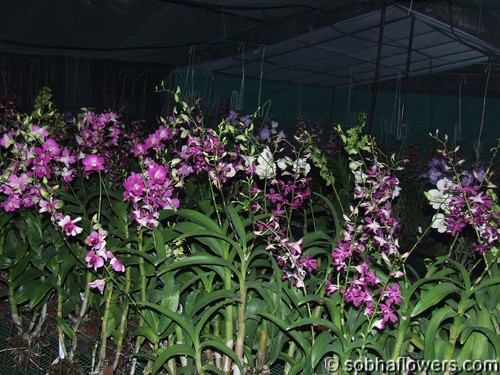 Dendrobium Garden